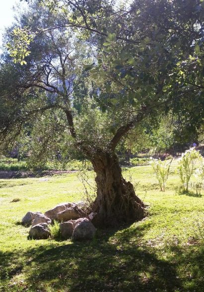 imgi_104_jardin-2